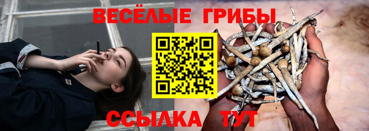 Галлюциногенные грибы Psilocybine cubensis Урус-Мартан